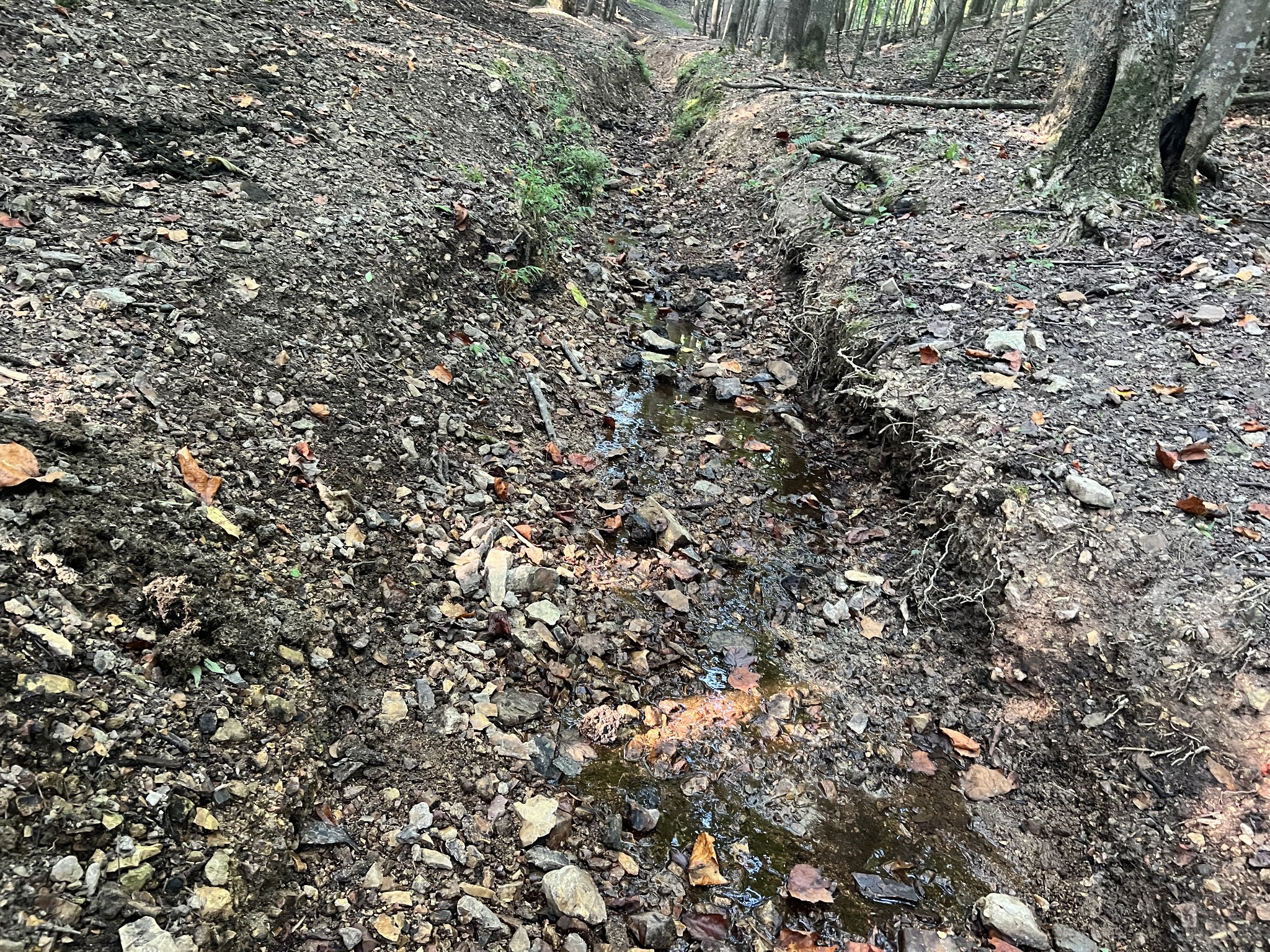 0 Williams Hollow Road Westpoint, TN 38486 - Photo 22 of 27 a view of a large tree