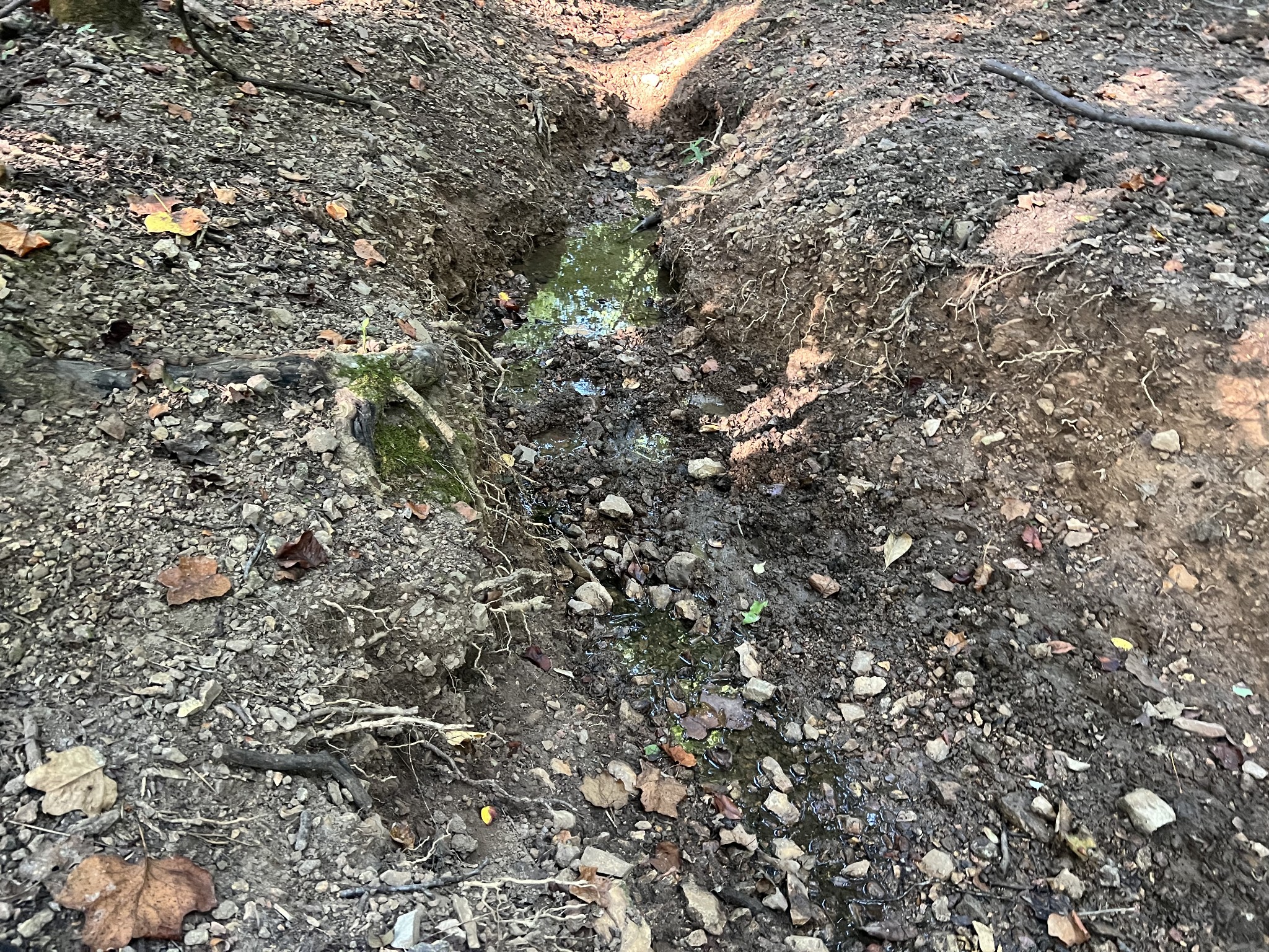 0 Williams Hollow Road Westpoint, TN 38486 - Photo 23 of 27 a view of a tree