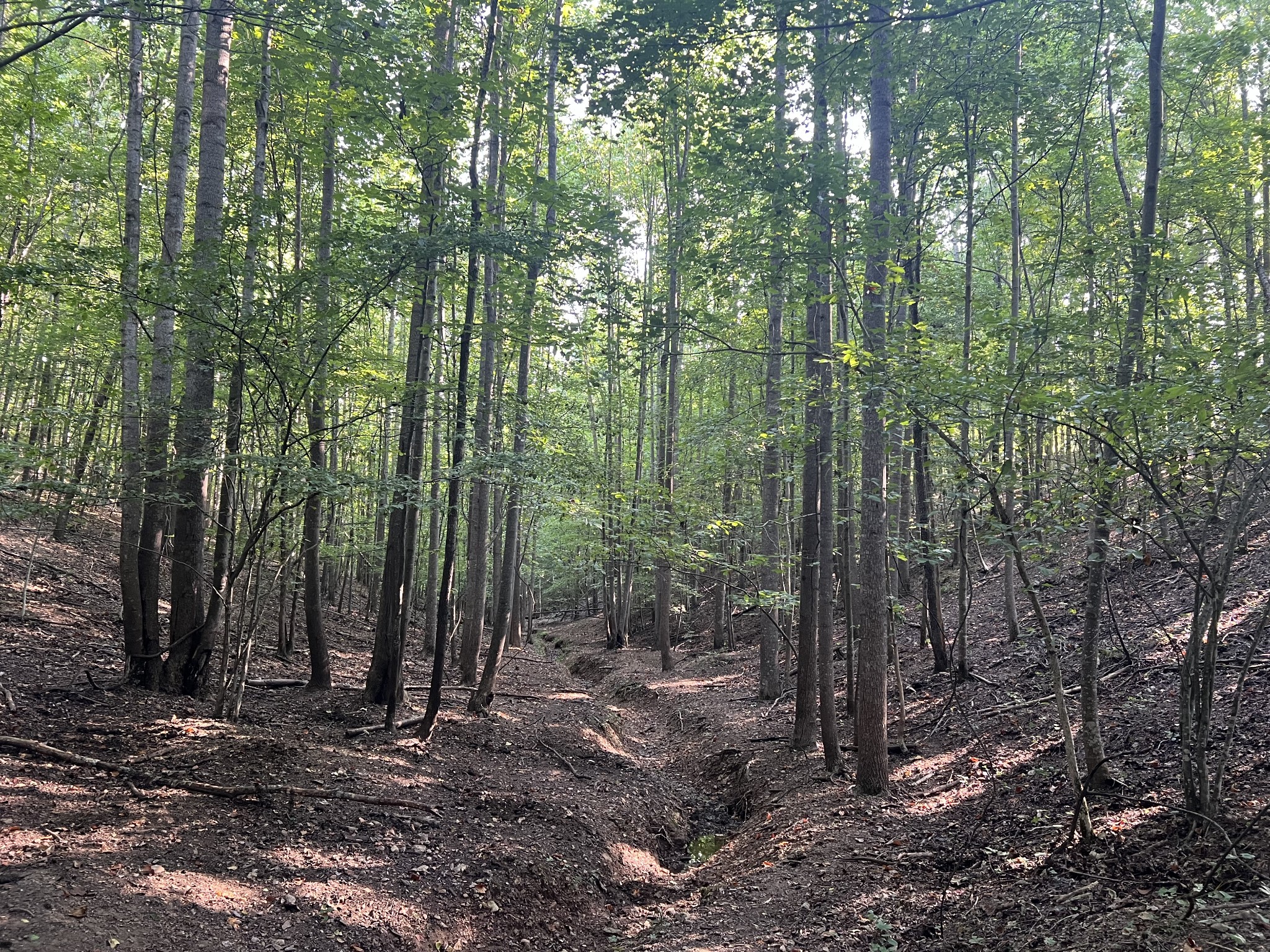 0 Williams Hollow Road Westpoint, TN 38486 - Photo 24 of 27 a view of a forest with trees