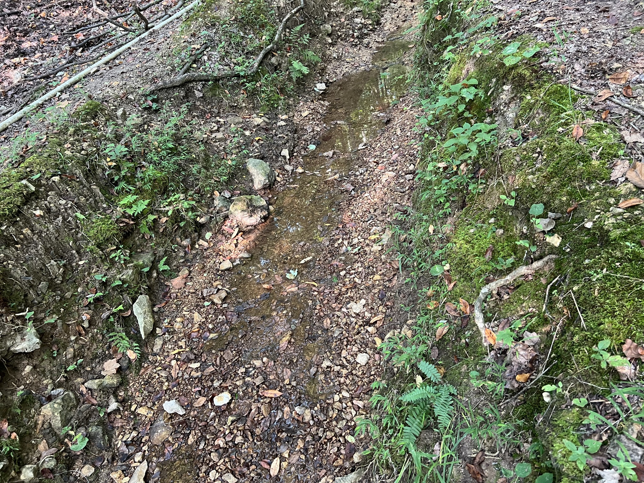 0 Williams Hollow Road Westpoint, TN 38486 - Photo 25 of 27 a view of a tree