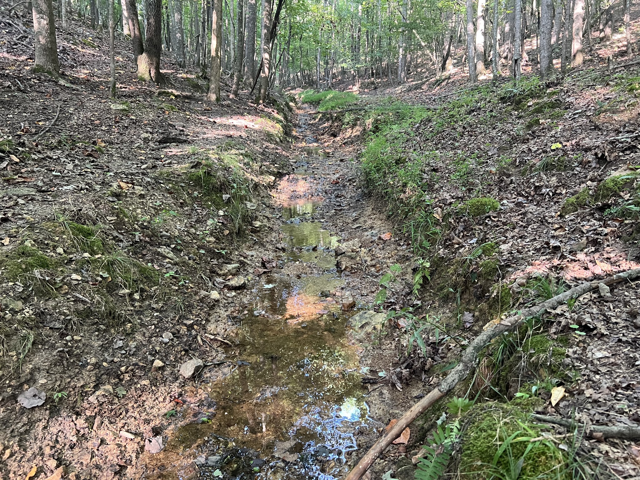 0 Williams Hollow Road Westpoint, TN 38486 - Photo 26 of 27 a view of bushes