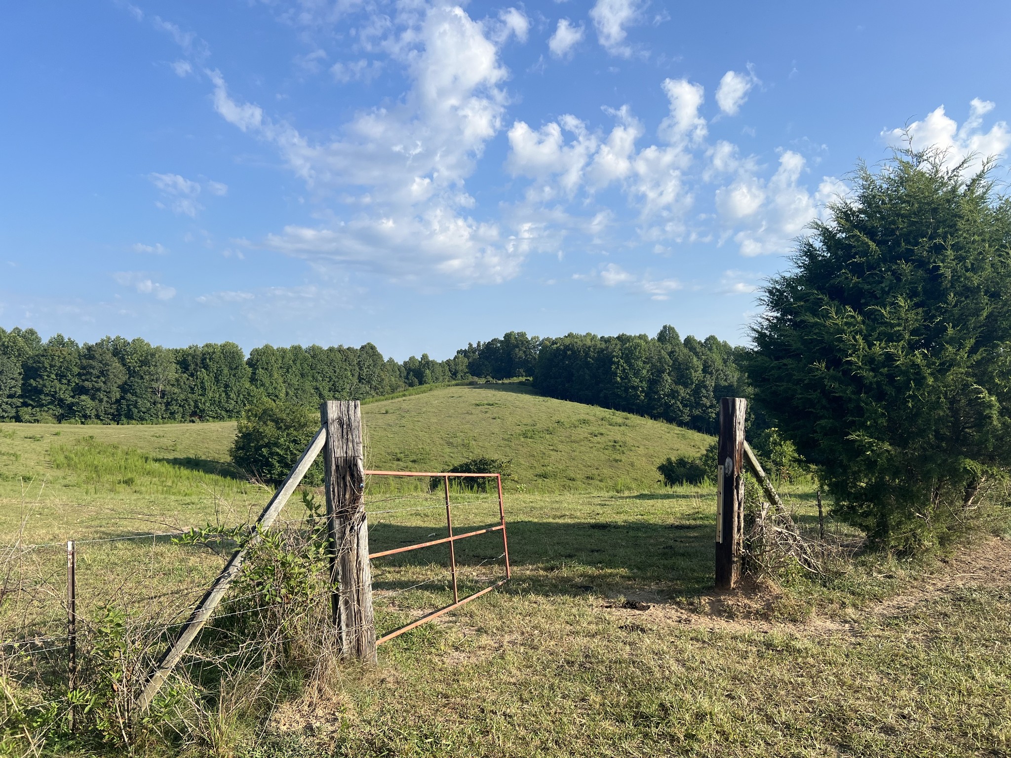 0 Williams Hollow Road Westpoint, TN 38486 - Photo 3 of 27 a view of a back yard with a large tree