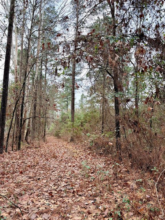 Lot 5 Hicks Road Benton, LA 71006 - Photo 5 of 6 a big yard with lots of green space