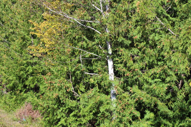 Frontier Road Ellison Bay, WI 54210 - Photo 1 of 1