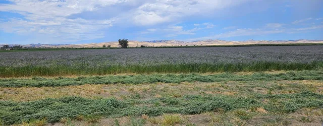a view of a lake from a yard