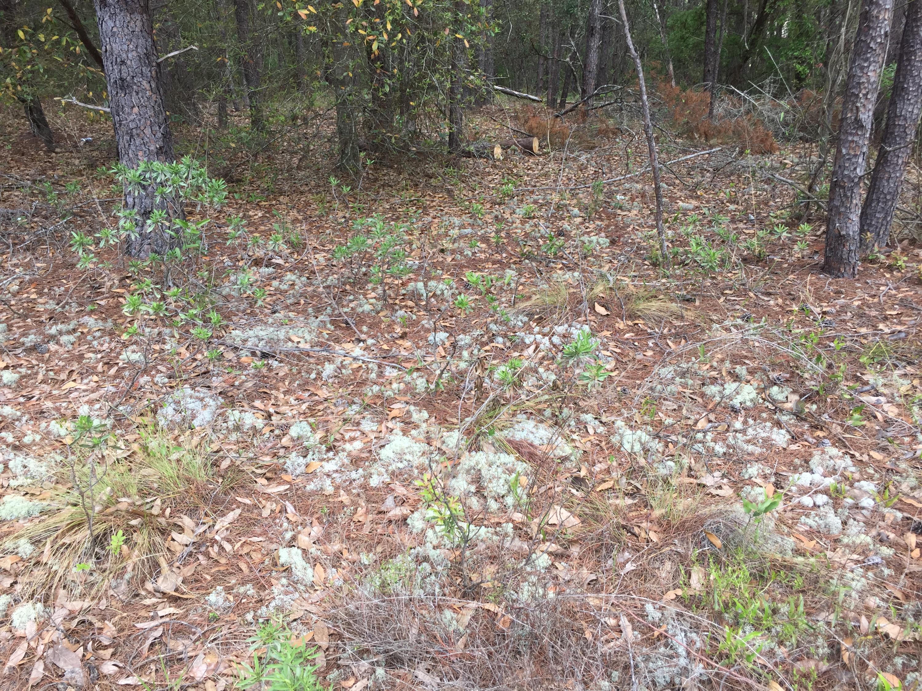 Lot 7-8 Rolling Pines Road Chipley, FL 32428 - Photo 14 of 18 Gallery Image 14