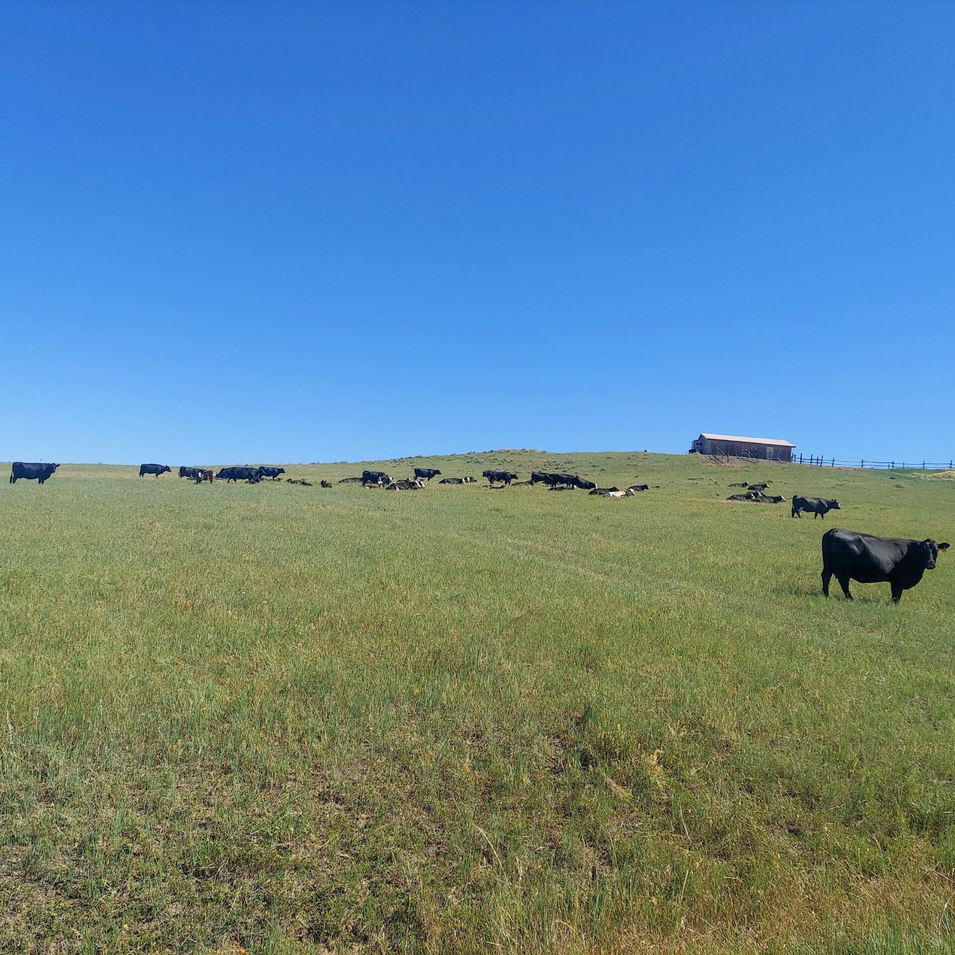 593 Lower Prairie Dog Road Sheridan, WY 82801 - Photo 137 of 142 6753720103845798303