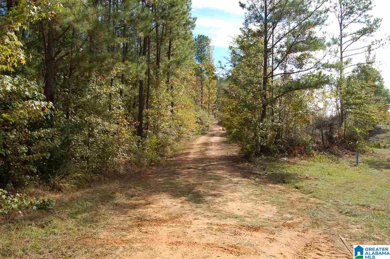 22.49-acres Double Branch Road, Unit 22 49 ACRES Marion, AL 36756 - Photo 14 of 30