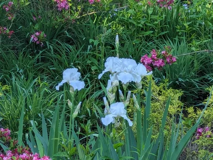 915 Willow Lane, Sleepy Hollow, IL 60118