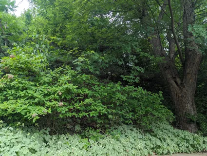 915 Willow Lane, Sleepy Hollow, IL 60118