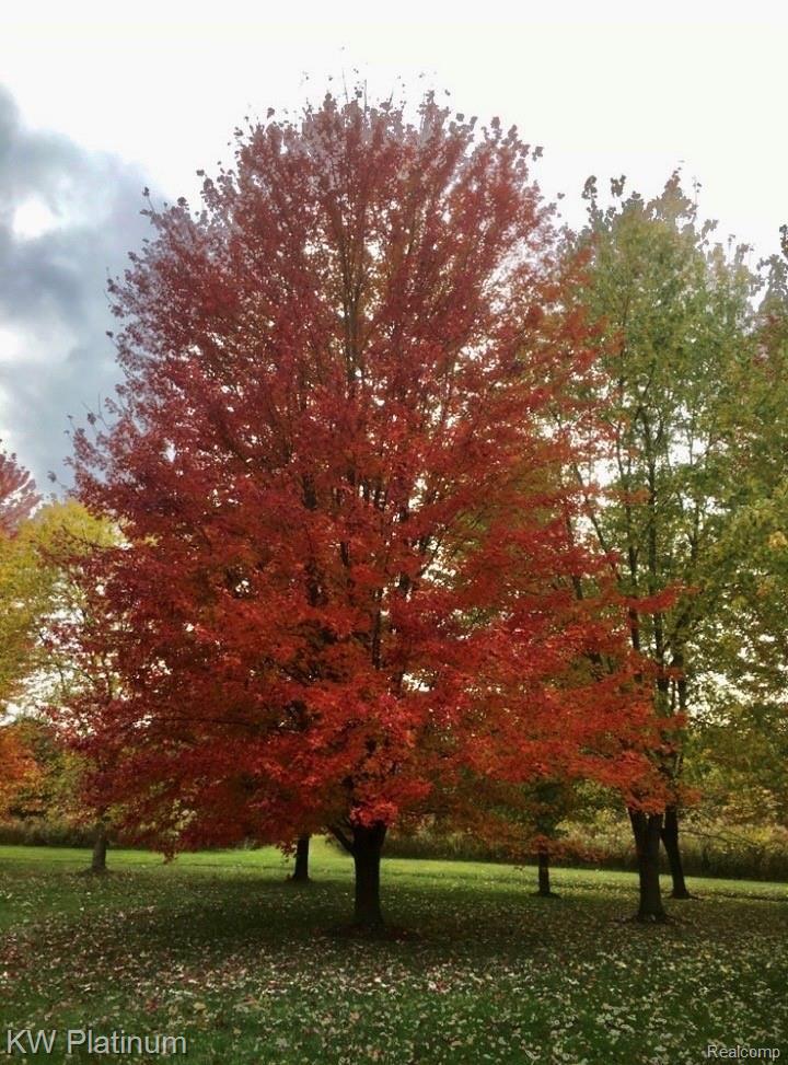 7331 Phillips Road North Street, MI 48049 - Photo 22 of 30 IMG_5981.jpeg