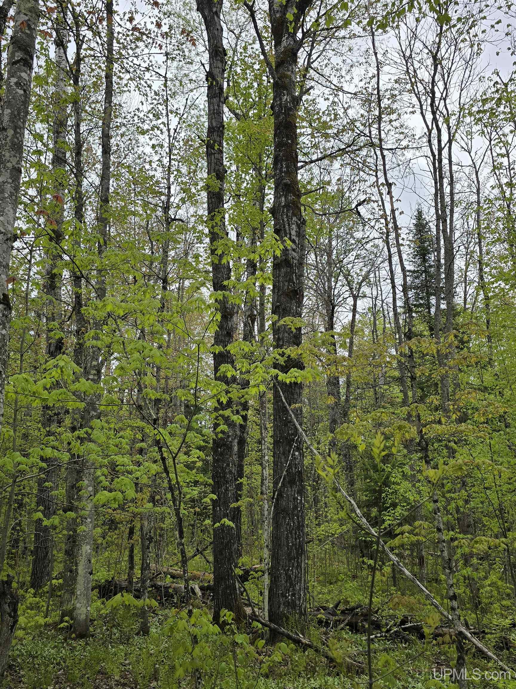 Lot 37 Yellow Road Pelkie, MI 49958 - Photo 14 of 34