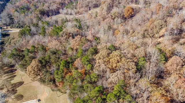 a close up of a plant in a forest