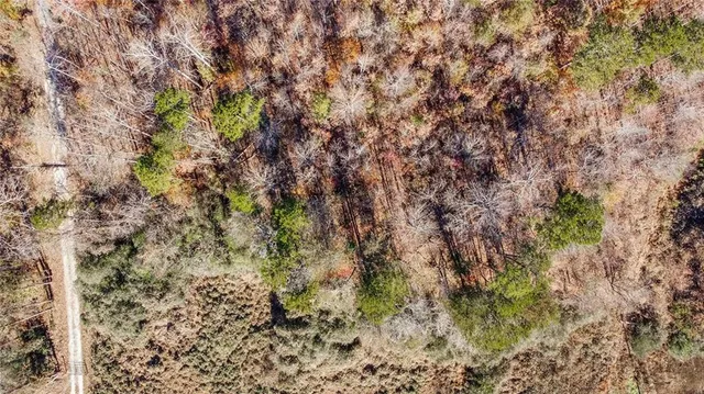 a close up of a plant