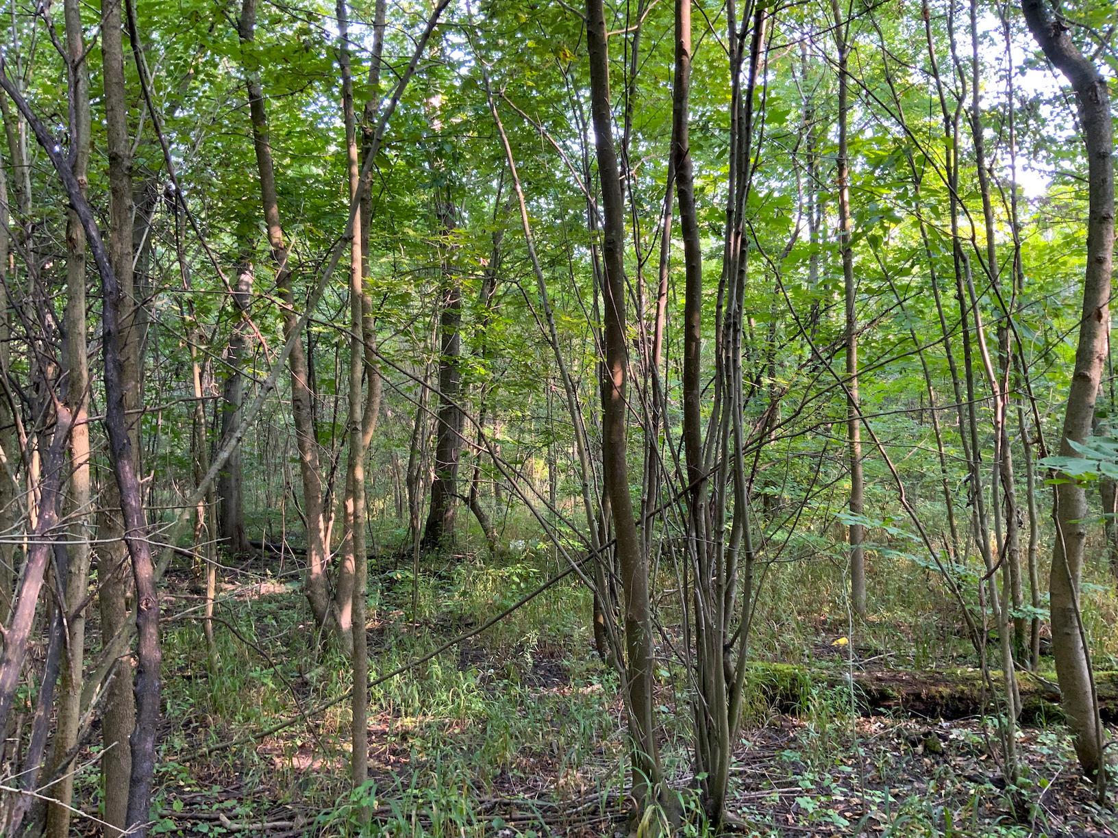 0 North Warren, OH 44484 - Photo 21 of 47