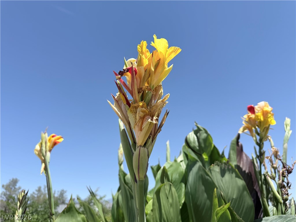 1220 East Gamebird Road Pahrump, NV 89048 - Photo 28 of 49 Flourishing Canna lilies under a clear, open sky create a serene outdoor ambiance.
