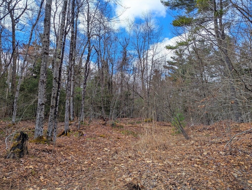 0 Johnson Road Becket, MA 01223 - Photo 10 of 20 a view of forest