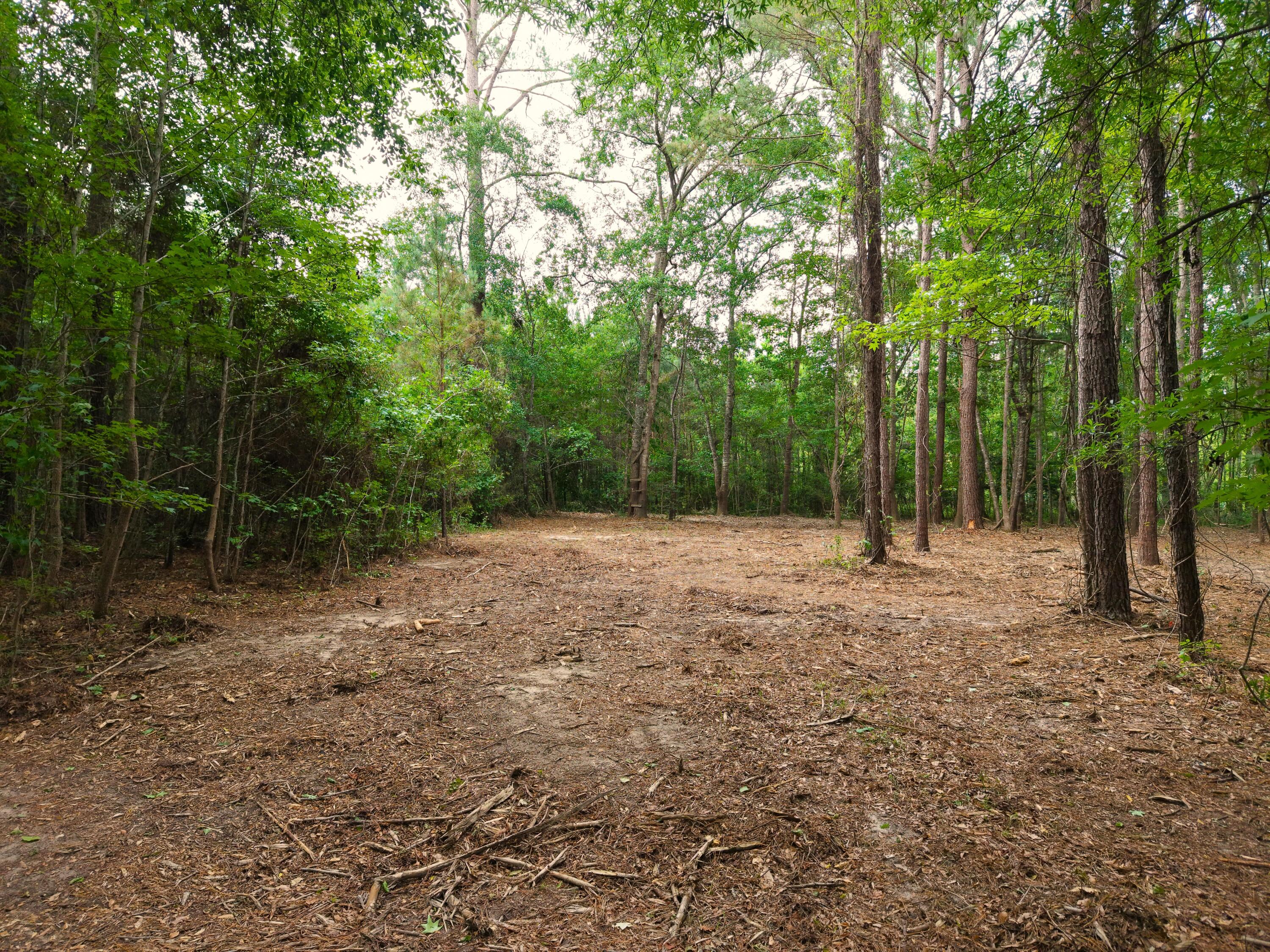 0 Hickory Hill Road Green Pond, SC 29446 - Photo 14 of 20 DJI_20260527155124_0240_D