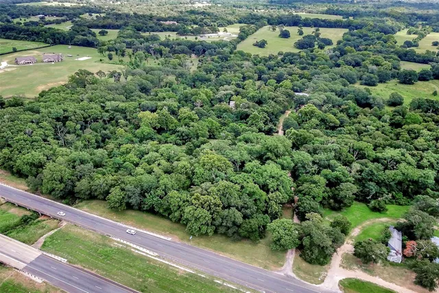 a view of a forest with a tree