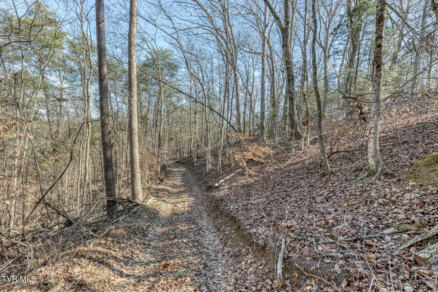 195 North Fork Branch Road Rogersville, TN 37857 - Photo 30 of 36 N Fork Branch Rd land-1