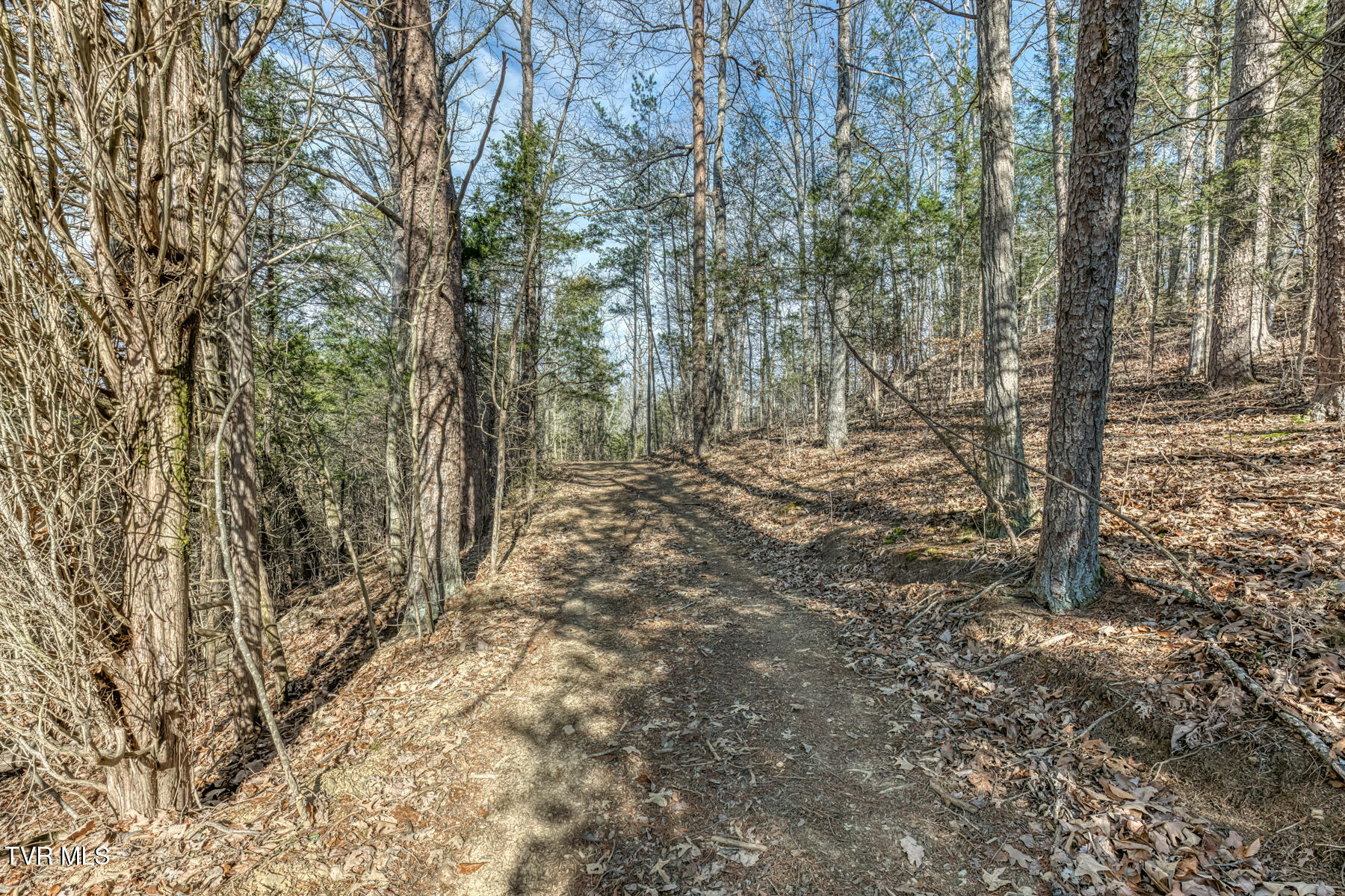 195 North Fork Branch Road Rogersville, TN 37857 - Photo 32 of 36 N Fork Branch Rd land-4