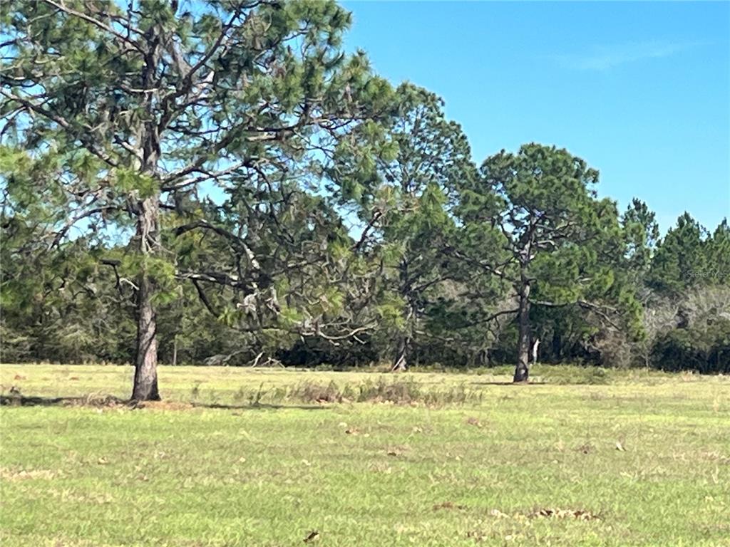 14182 Southwest 161st Street Brooker, FL 32622 - Photo 5 of 20 a view of a yard with large trees