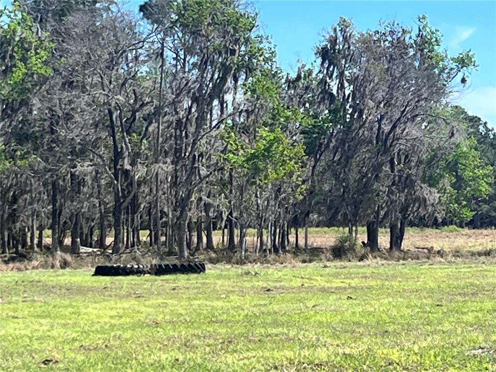 14182 Southwest 161st Street Brooker, FL 32622 - Photo 7 of 20 a view of park with trees