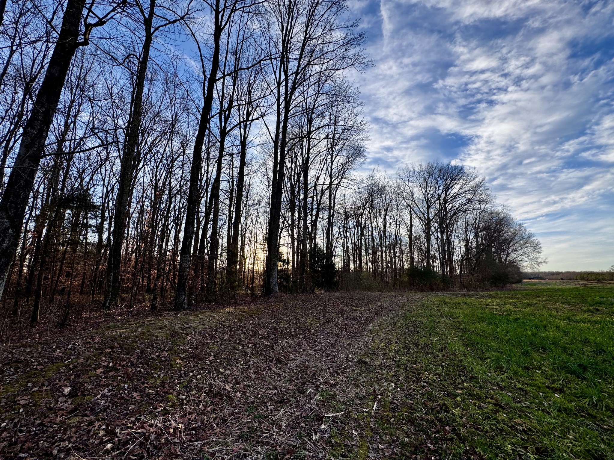 0 Bluff Road Loretto, TN 38469 - Photo 11 of 11 a backyard of a house with lots of green space