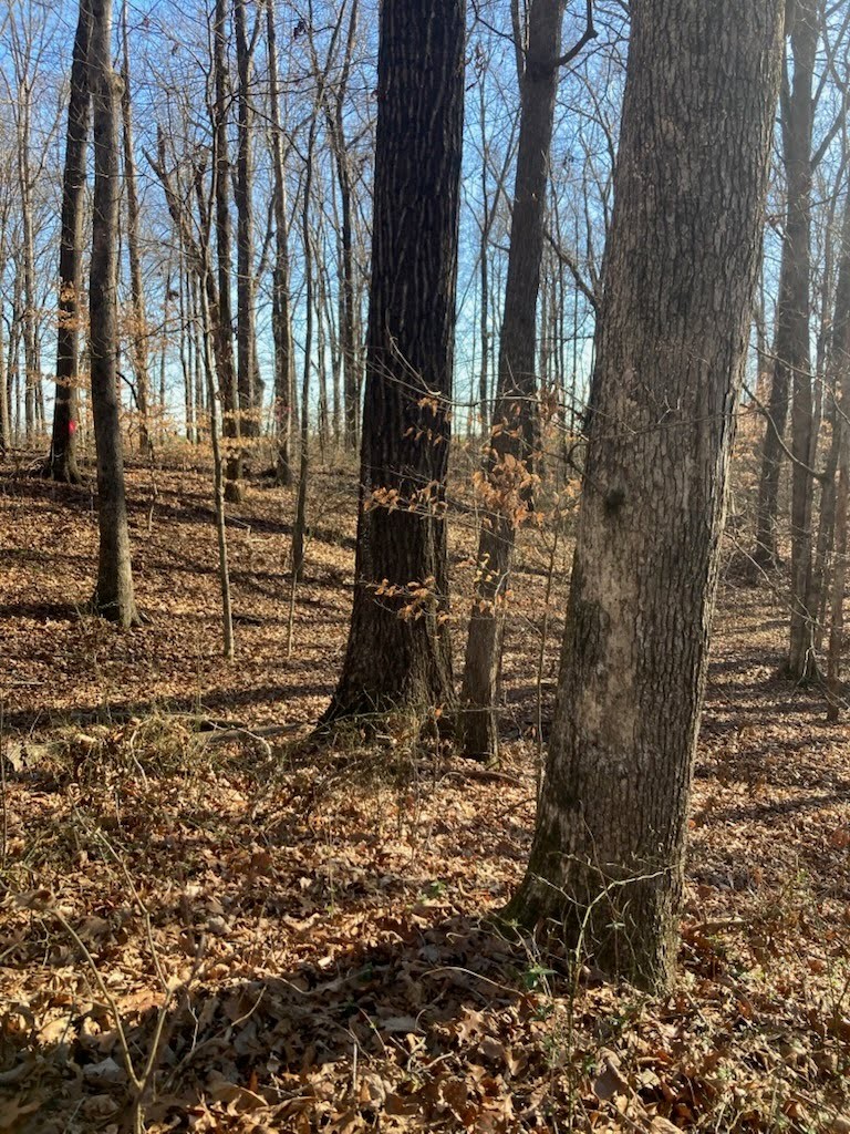 0 Bluff Road Loretto, TN 38469 - Photo 2 of 11 a view of a yard with trees