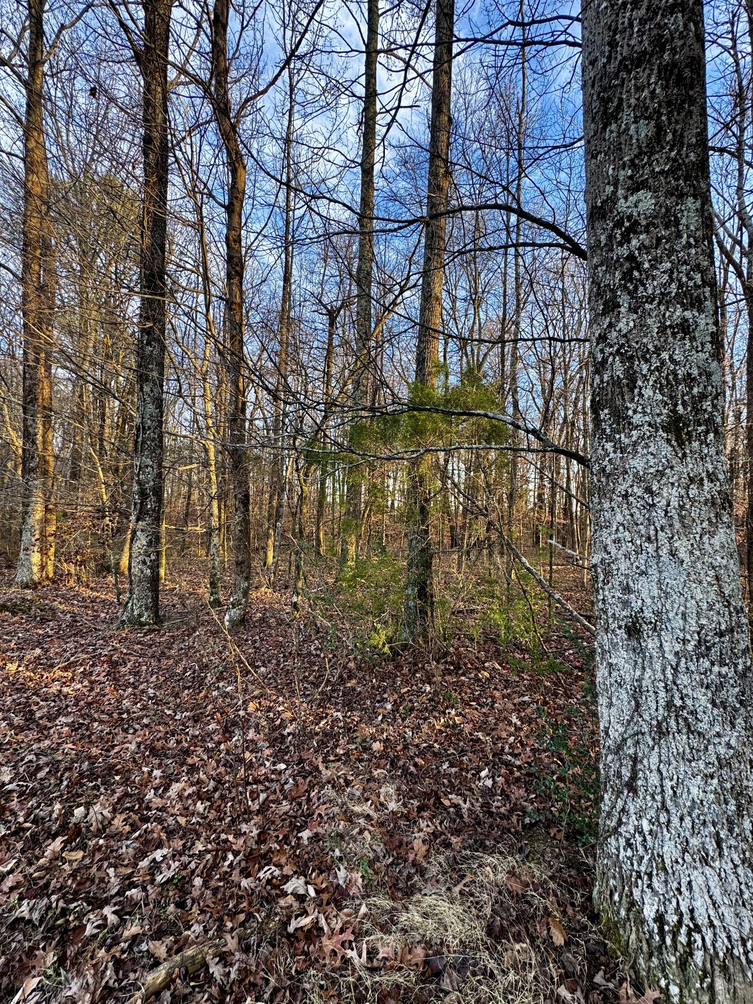 0 Bluff Road Loretto, TN 38469 - Photo 7 of 11 a backyard of a building