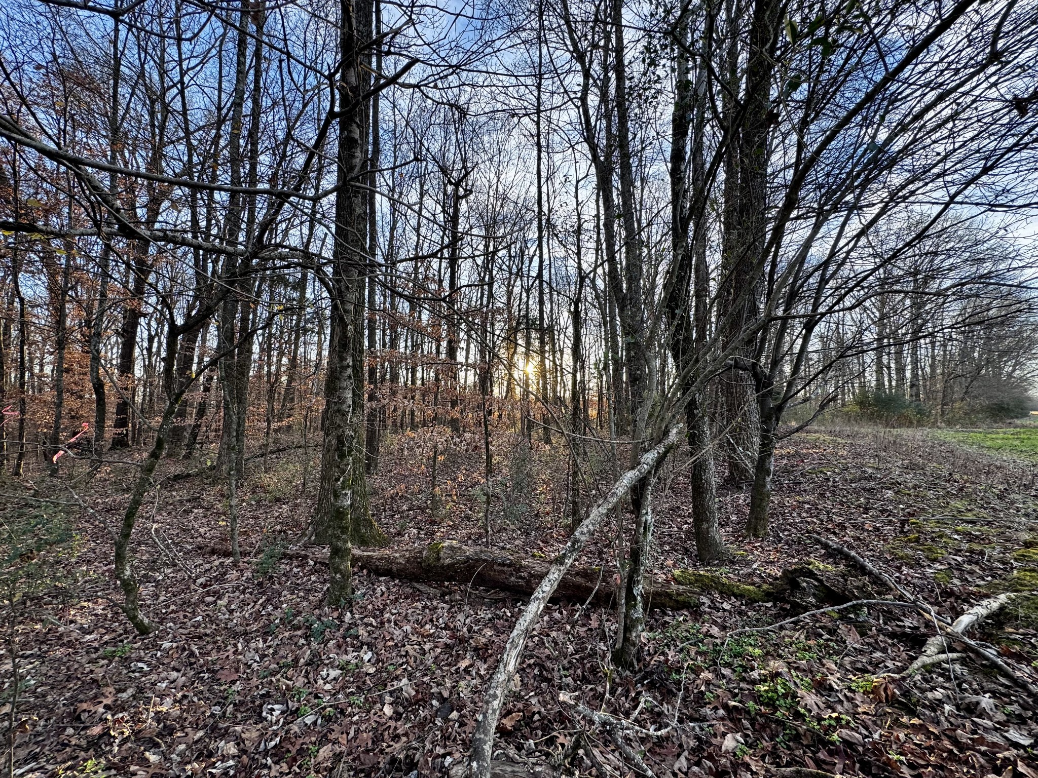 0 Bluff Road Loretto, TN 38469 - Photo 9 of 11 a view of a yard with large trees