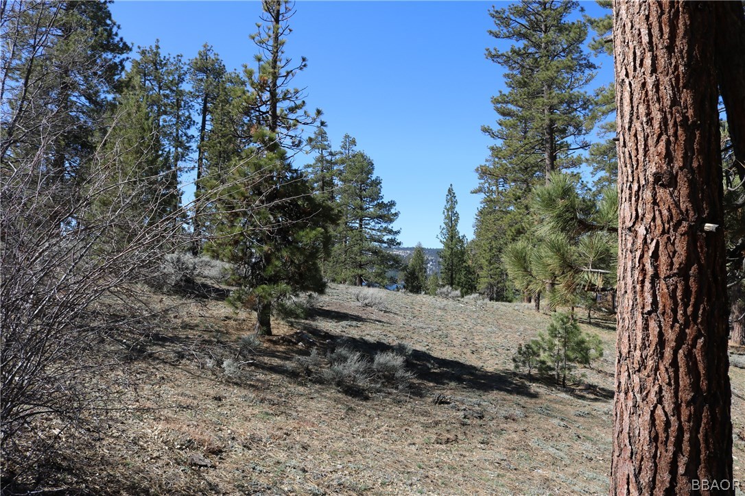 39665 Flicker Road Fawnskin, CA 92333 - Photo 24 of 29 a view of a yard with plants and trees