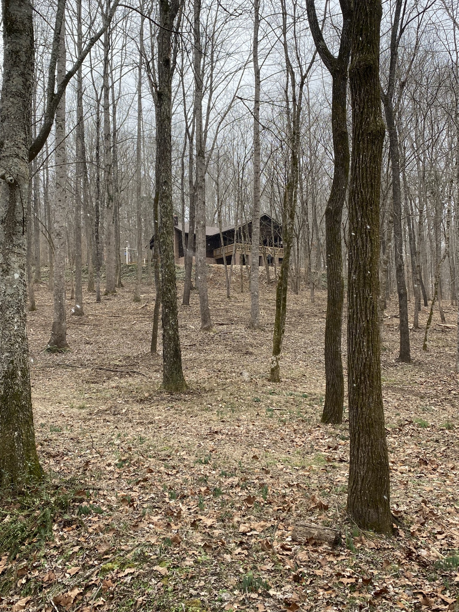 650 Lee Hollow Road Indian Mound, TN 37079 - Photo 3 of 4 a backyard of a house with lots of green space