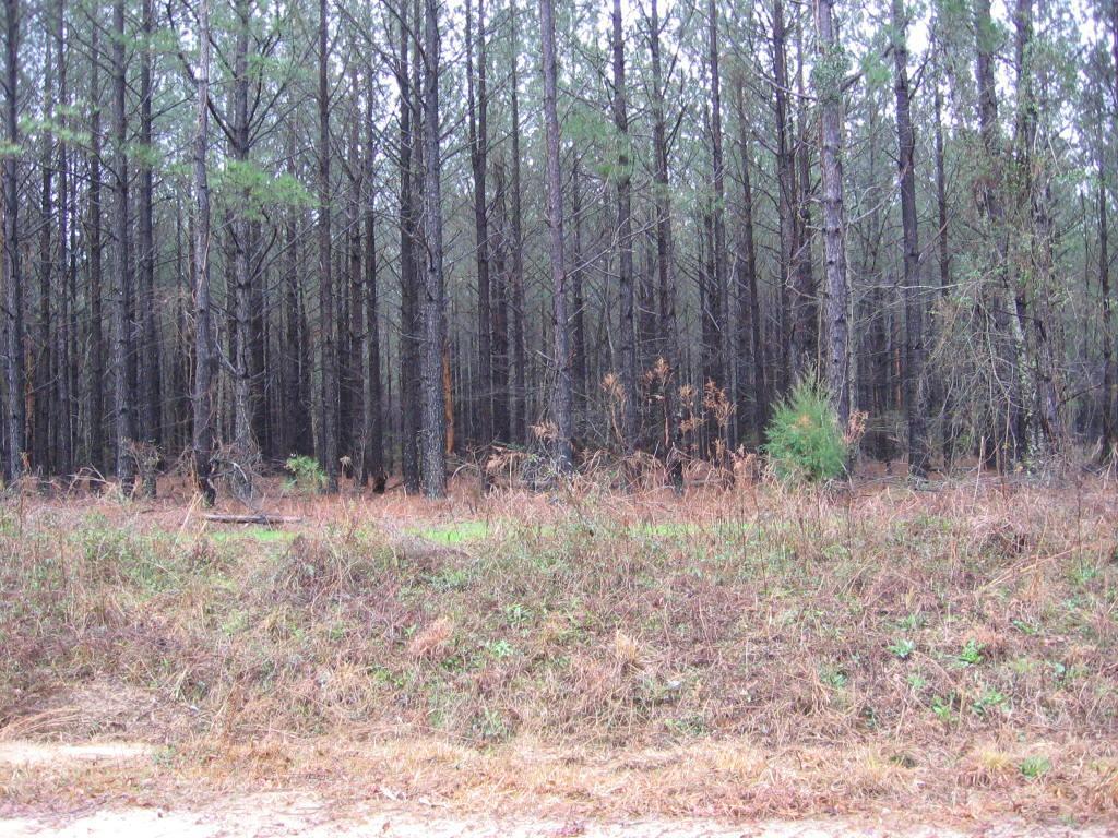 2 Pollett Road Wadley, GA 30477 - Photo 1 of 1 Planted pines