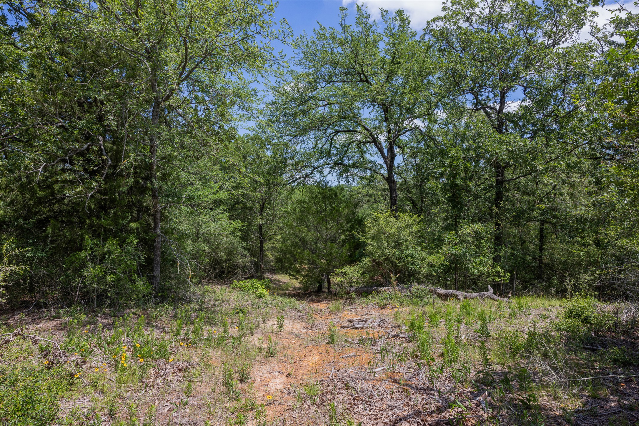 1004 22 Hills Road Gause, TX 77857 - Photo 10 of 37 A tranquil clearing amidst lush woodlands, ideal for a private retreat.