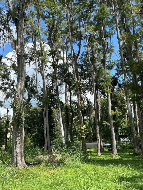 12629 Lacey Drive New Port Richey, FL 34654 - Photo 3 of 5