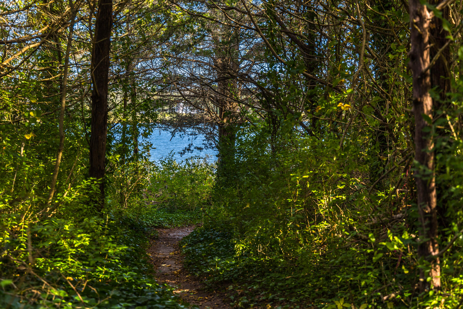 11 Seaview Road Orleans, MA 02653 - Photo 39 of 42 a view of a tree