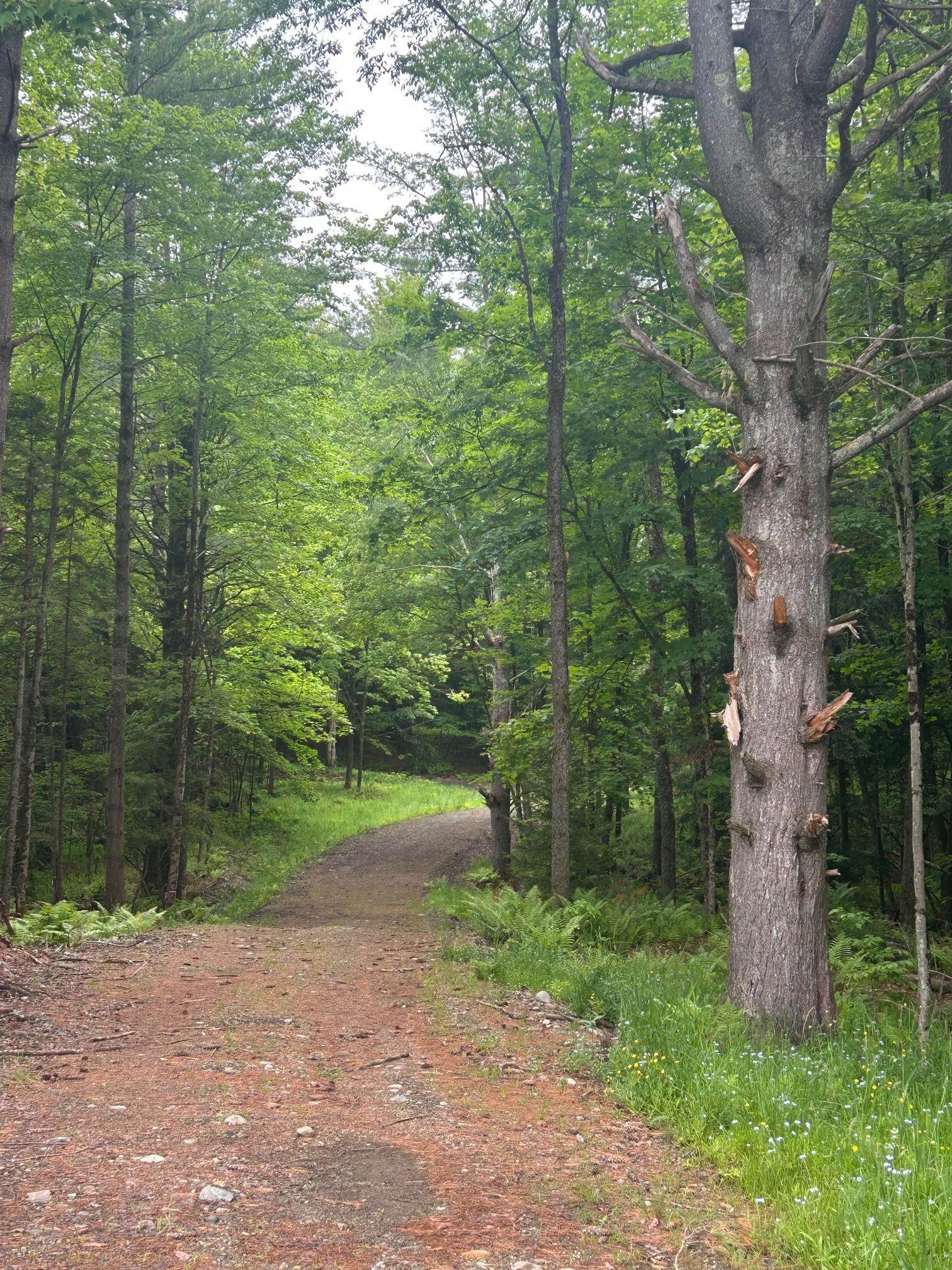 0 Rocky Road Johnson, VT 05656 - Photo 12 of 22