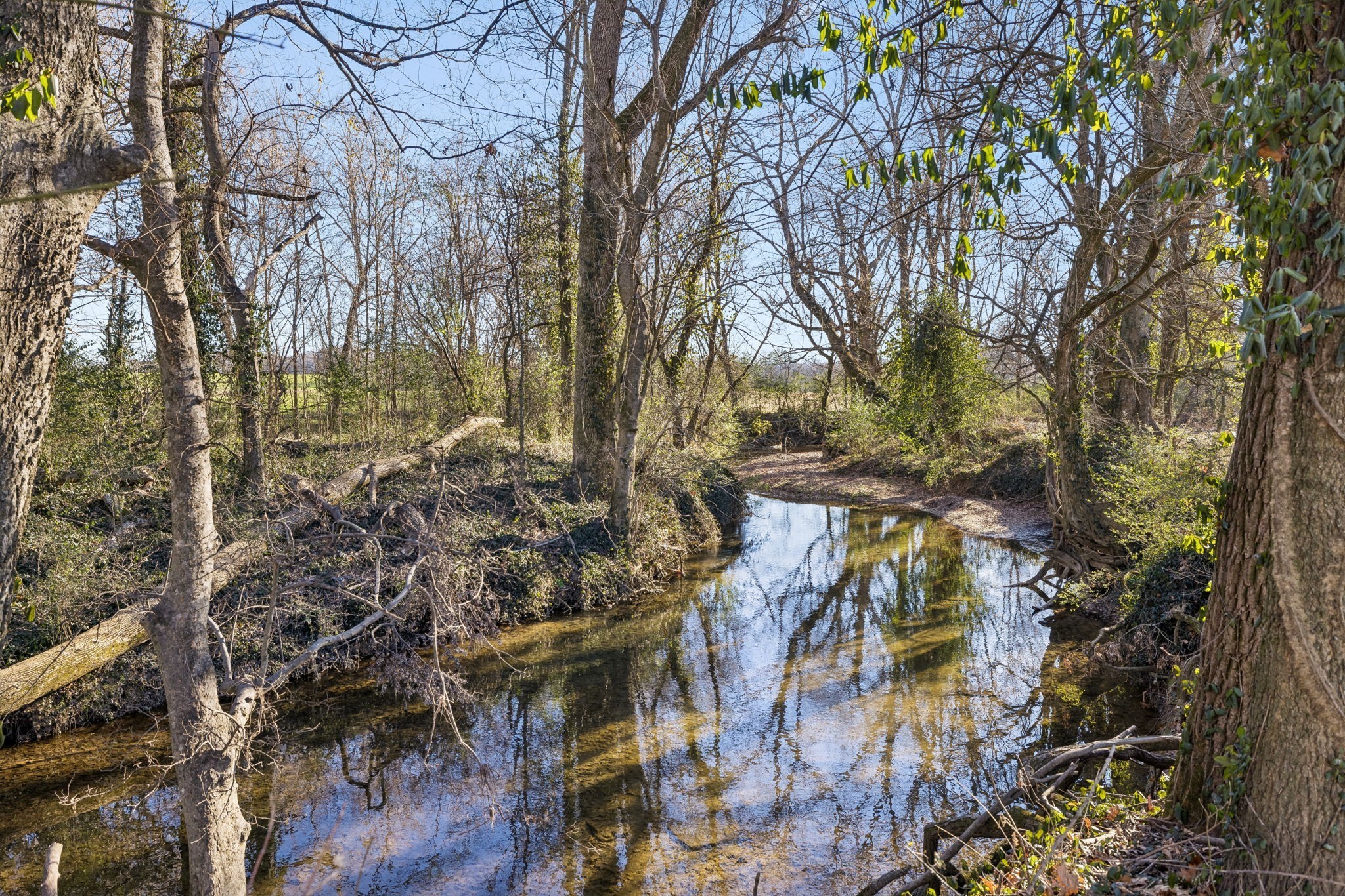 0 Buck Matthews Road Culleoka, TN 38451 - Photo 15 of 69 a view of a yard of the tree
