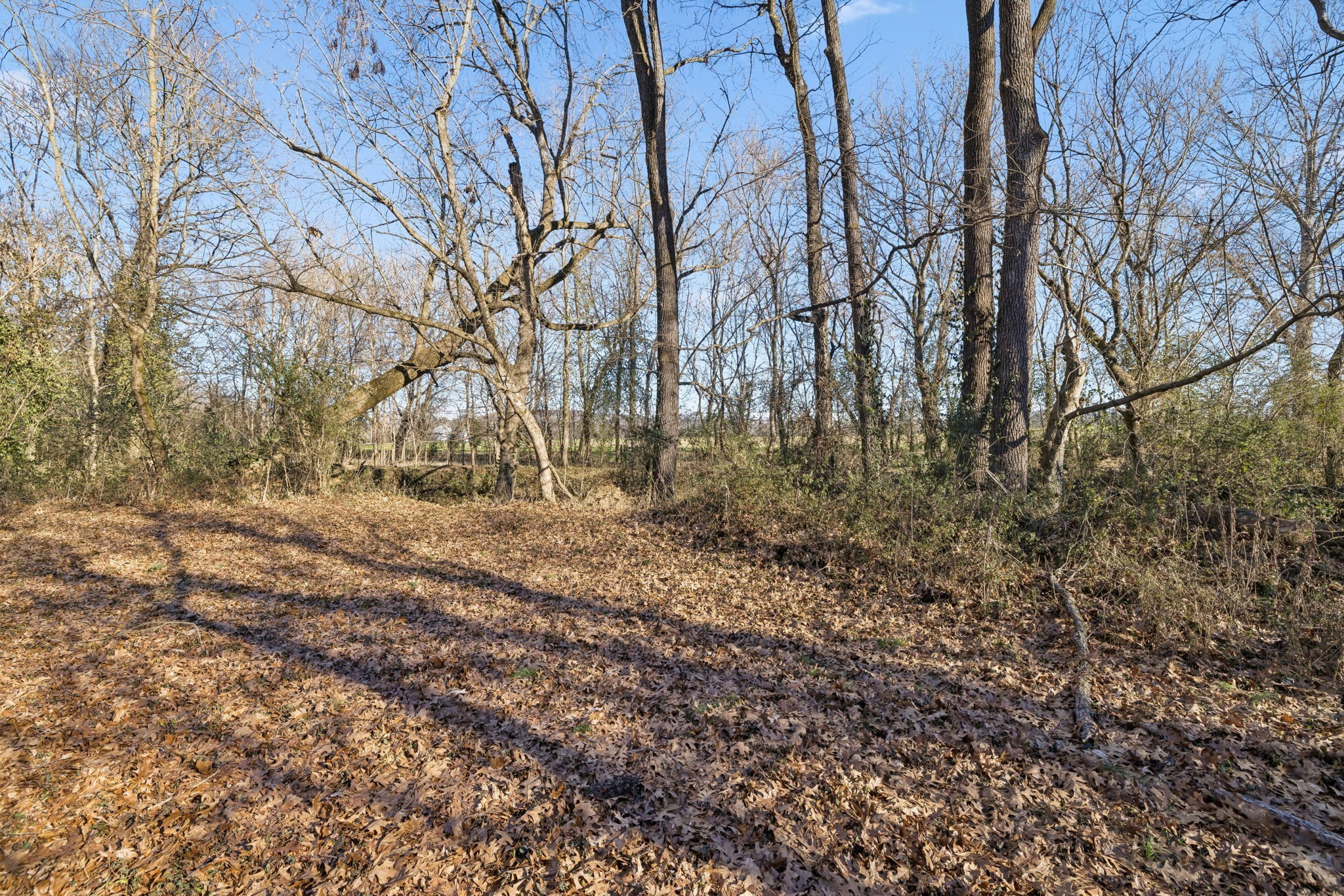 0 Buck Matthews Road Culleoka, TN 38451 - Photo 18 of 69 a view of yard covered with green space