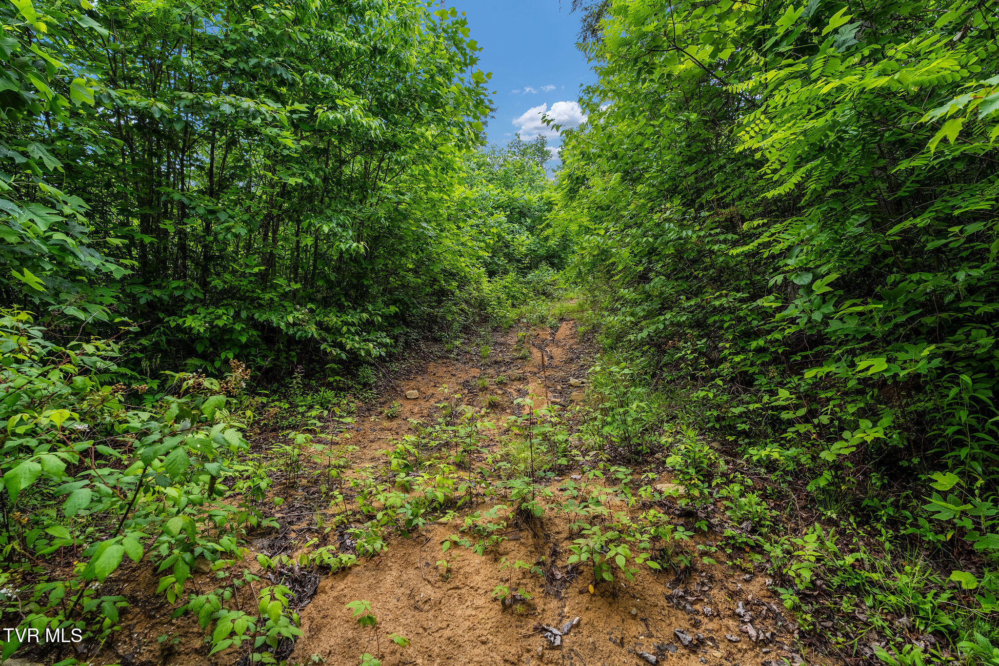 Tbd Walnut Mountain Road Butler, TN 37640 - Photo 31 of 36 DSC04475