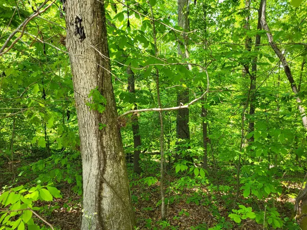 $1,400 | 23 B Thompsonville Lane, Oak Grove, KY 42262