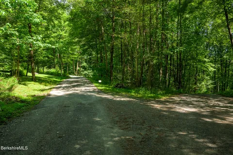 a view of a tree in a yard