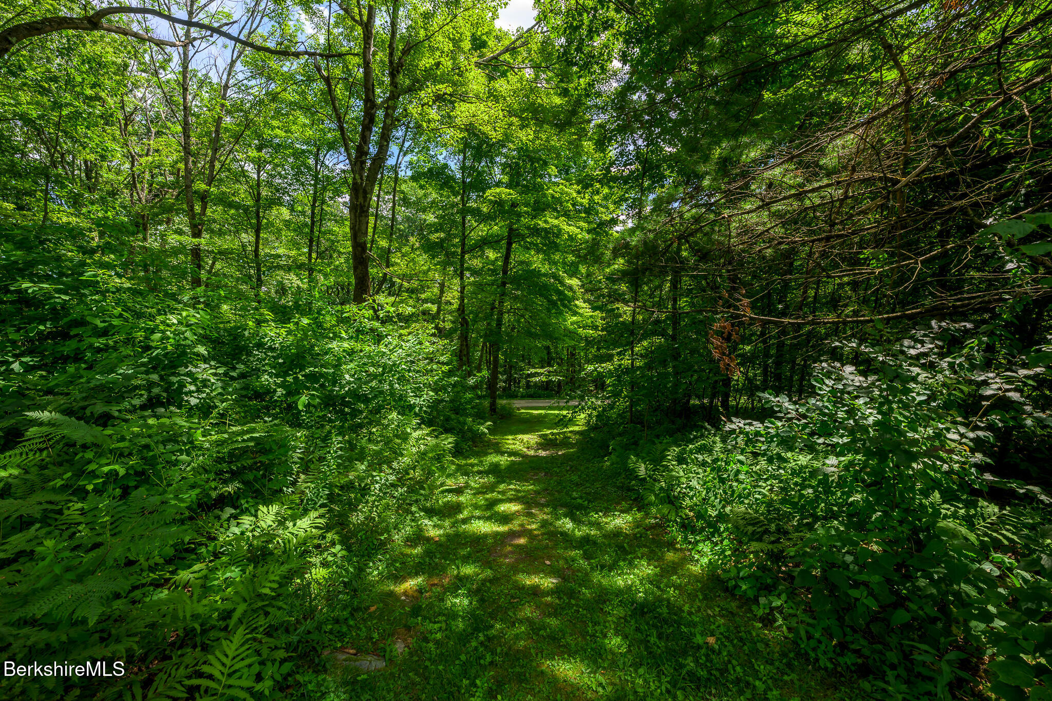 50 Old Village Road Alford, MA 01230 - Photo 61 of 66 a view of a lush green forest with lots of trees