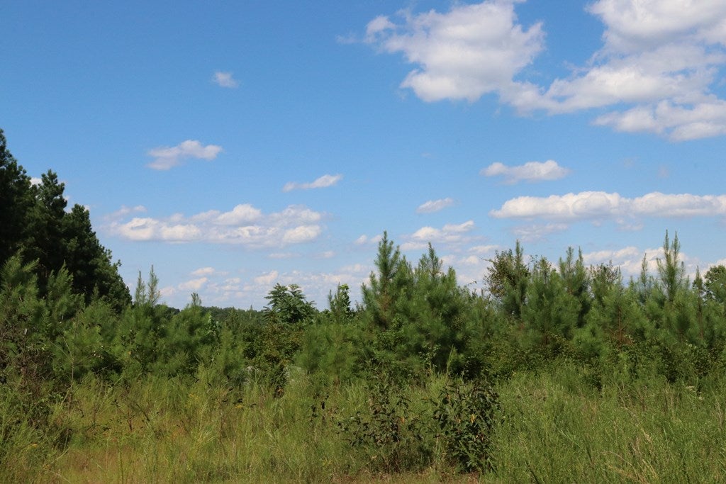 Davis Lowground Road Keysville, VA 23947 - Photo 7 of 8 Gallery Image 7
