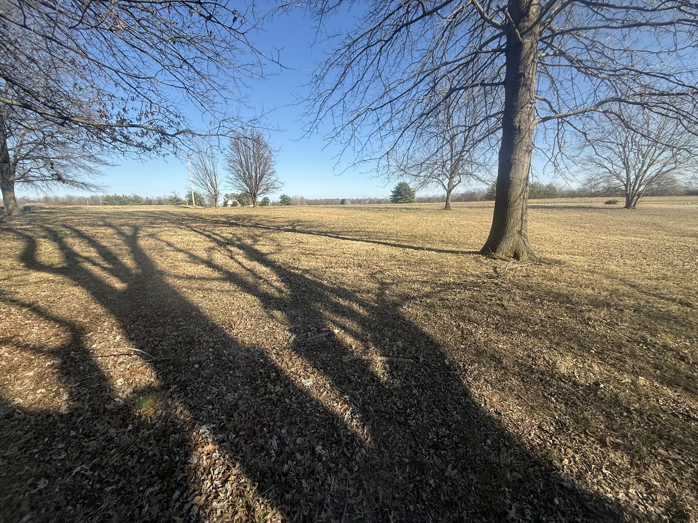 3675 Macedonia Road Metropolis, IL 62960 - Photo 15 of 50 a view of dirt yard with a large tree