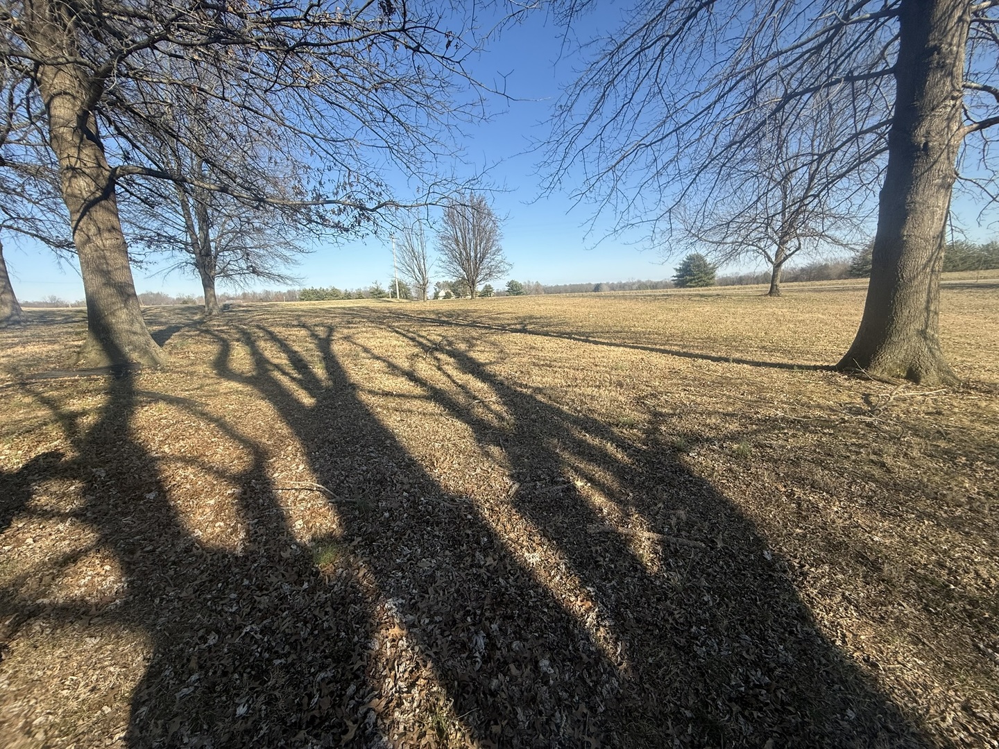 3675 Macedonia Road Metropolis, IL 62960 - Photo 16 of 50 a view of yard with trees