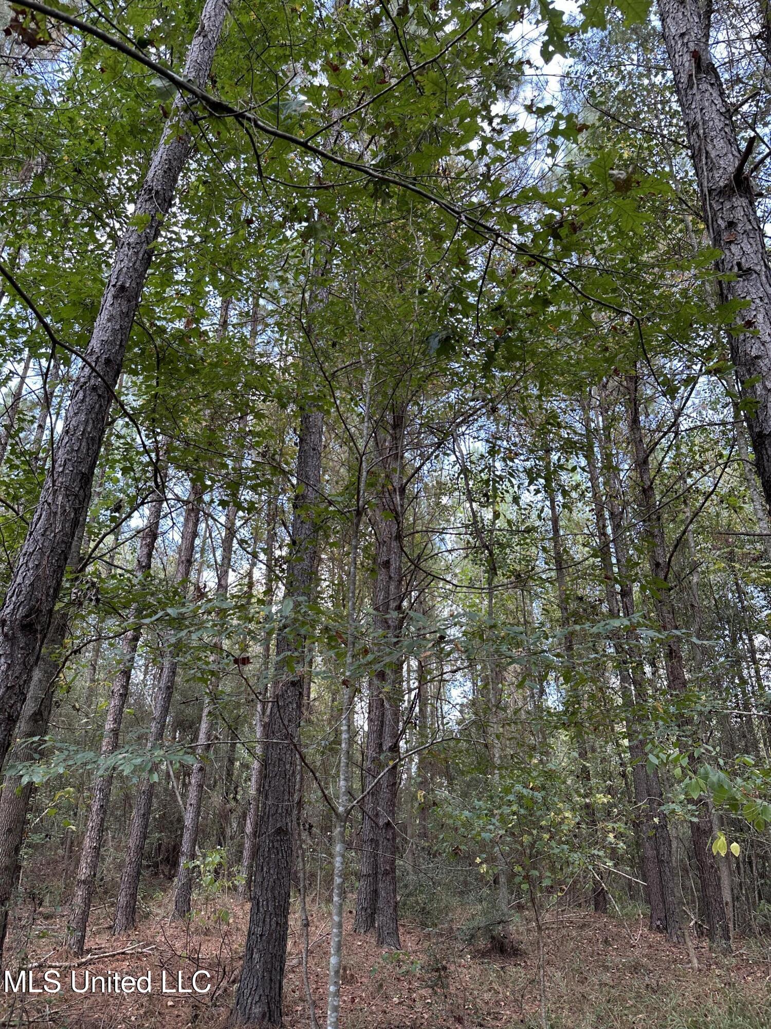 1567 County Road 8 Laurel, MS 39443 - Photo 12 of 36 IMG_4758