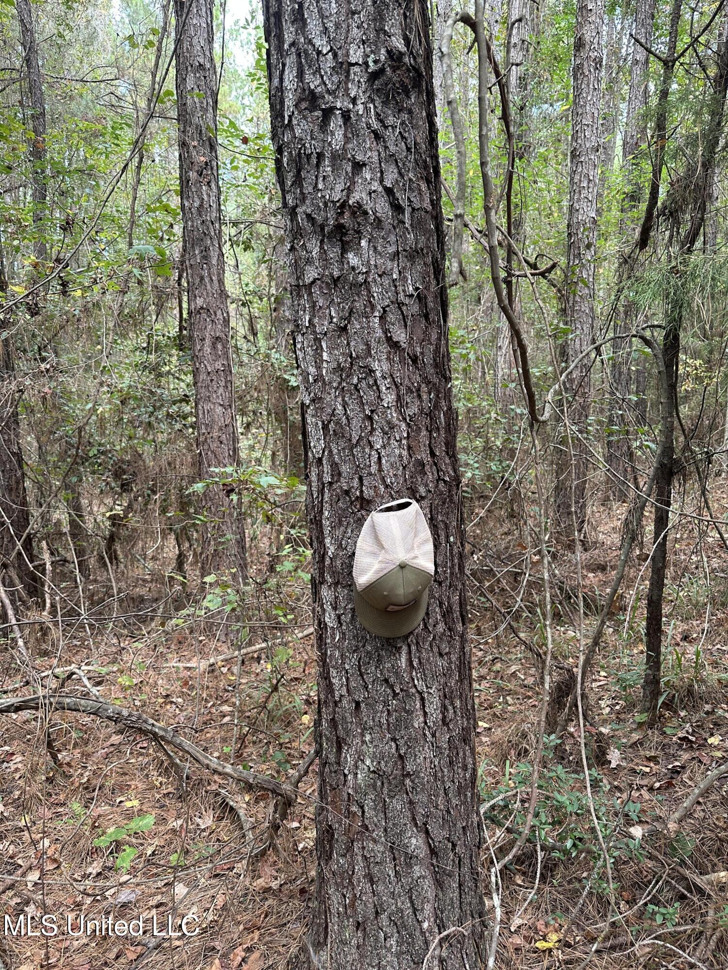 1567 County Road 8 Laurel, MS 39443 - Photo 6 of 36 IMG_4779