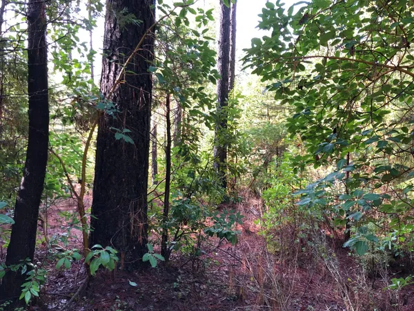 a view of a forest that has large trees